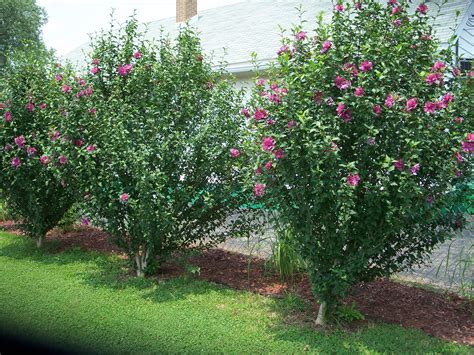 Rose Sharon Best Gardens