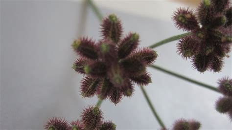 Sticky Burrs - A Guide to Managing and Removing Them from Your Garden