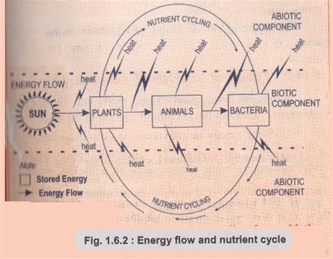 Ecosystem Flow Chart 的图像结果
