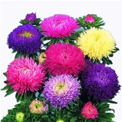 Buy Golden Hills Aster Formula Mix Flower Seeds for Colorful Gardens ...