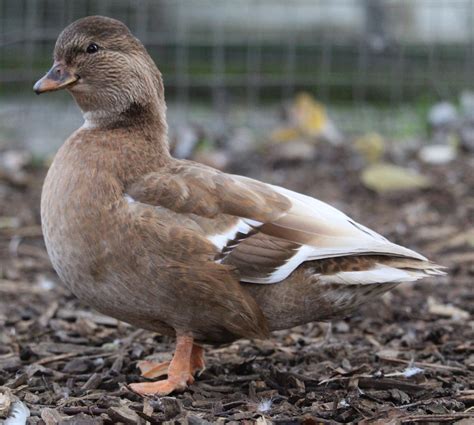 Waterfowl on the Web 2022 Class 11 — Coloured Call Ducks - British ...
