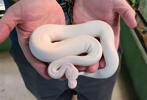 Image result for Female Lesser Ball Python