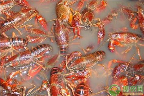 小龙虾在中国不够吃，在日本却泛滥成灾，即将被列为“入侵物种” - 哔哩哔哩