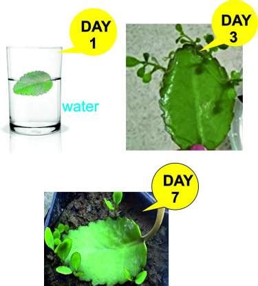 Dbbrothers Bryophyllum Leaf/Pathorchatta leaf/Pathorkuchi leaf plant no ...