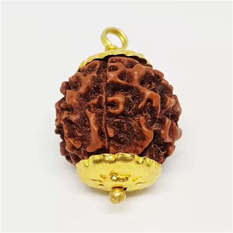 Six Mukhi Premium Rare Rudraksha