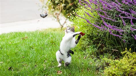 Why Do Cats Kill Prey at Lawerence Rivera blog