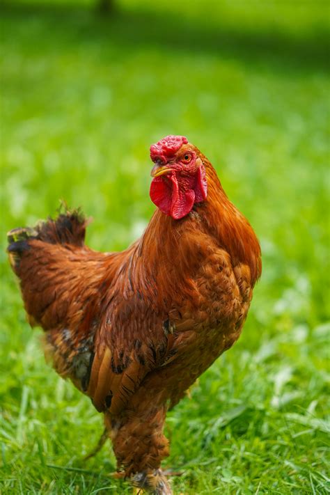 Photo of Chickens · Free Stock Photo
