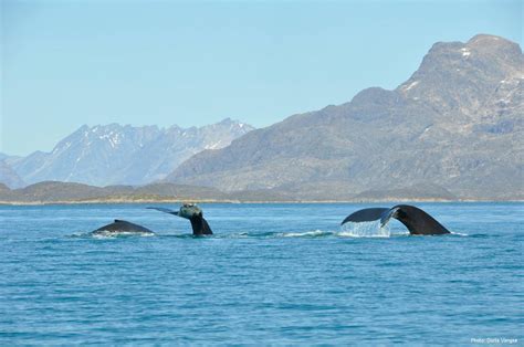 Whale Safari | Maniitsoq | West Greenland | Guide to Greenland