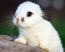 Image result for Cute Animals Bunny