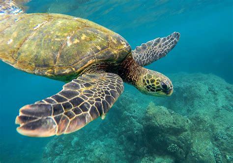 Image result for Turtle Programming Tutorial
