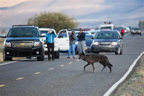 Image result for Wolves in Yellowstone Hunting