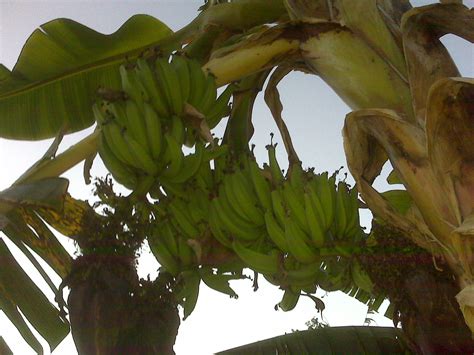 KlokpasaRD: Curiosudad de la Vida (Mata de Platano con 3 Racimos)