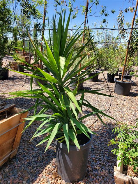 SPANISH DAGGER (Yucca gloriosa) - Treeland Nurseries