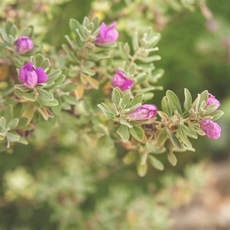 Nikotia Leucophyllum Texas Sage Live Plant – GreenParadiseLive