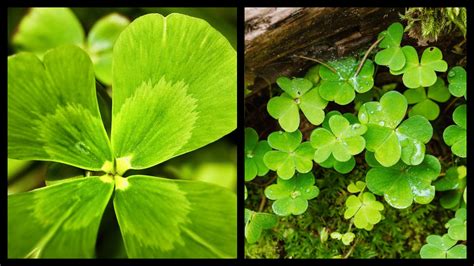 The difference between a four-leaf CLOVER and a SHAMROCK