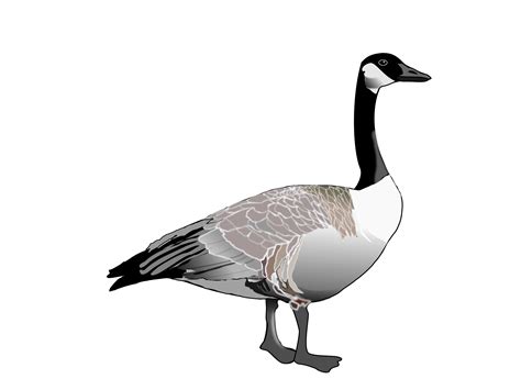 Free Goose Cliparts, Download Free Goose Cliparts png images, Free ...