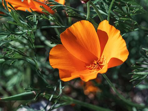 Stunning California Poppy Images: Nature's Golden Beauty