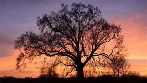 Image result for Sycamore Tree Usage