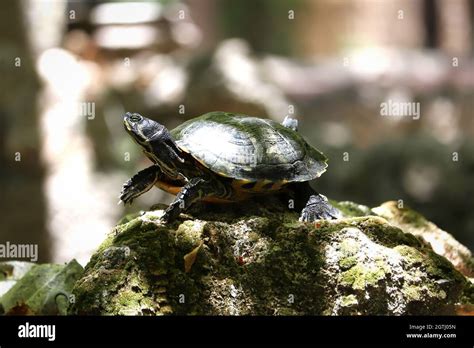 Image result for Smooth Shell Snapping Turtle