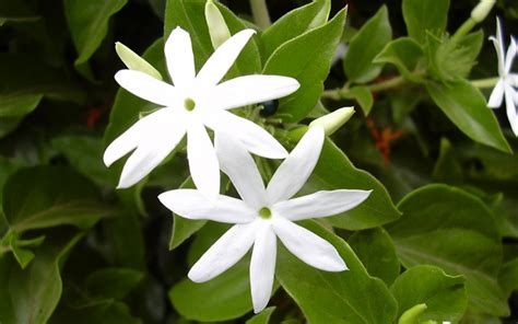 Ornamental Shrubs for Landscaping | Kumaran Nursery Garden Vadipatti ...