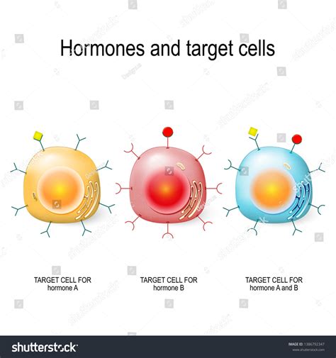 Hormones Receptors Target Cells Each Type Stock Vector (Royalty Free ...