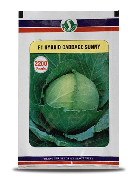 Sunny Cabbage Seeds Buy Starting @ ₹ 245 | BigHaat