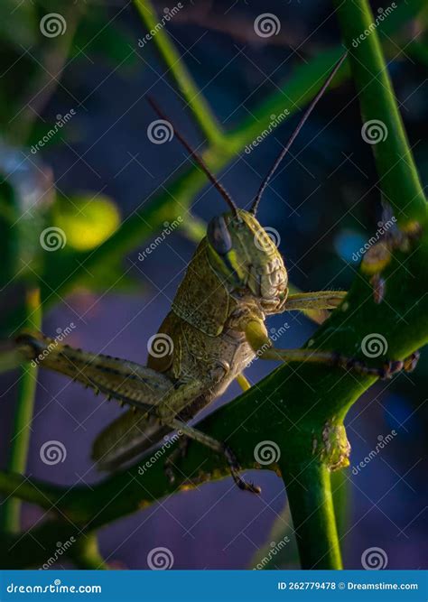 Stem green grasshopper stock photo. Image of level, animals - 262779478