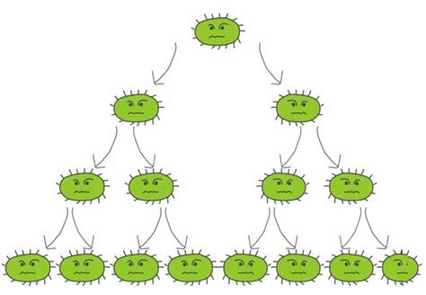 Image result for How Do Shellfish Reproduce