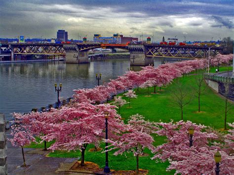 Cherry Blossoms along the river in Portland, Oregon | Portland japanese ...