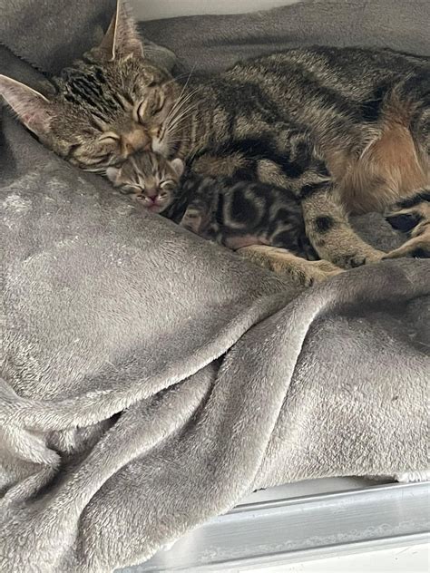 Everybody say hello to Nala and her 1 week old baby Ernie! : r/cute