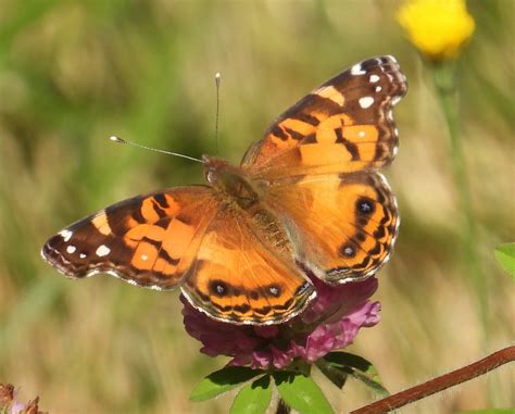 Butterfly — Wander Nature