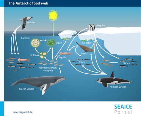 The Ocean Food Web 17 Best Ocean Food Web Ideas | Ocean Food Web, Food