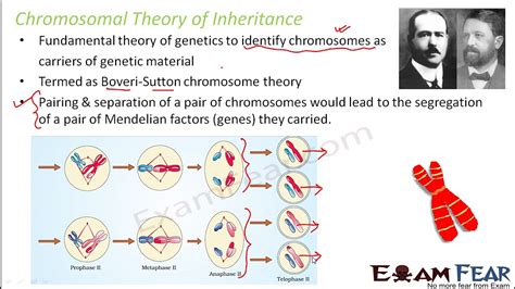 Chromosome Theory Of Inheritance