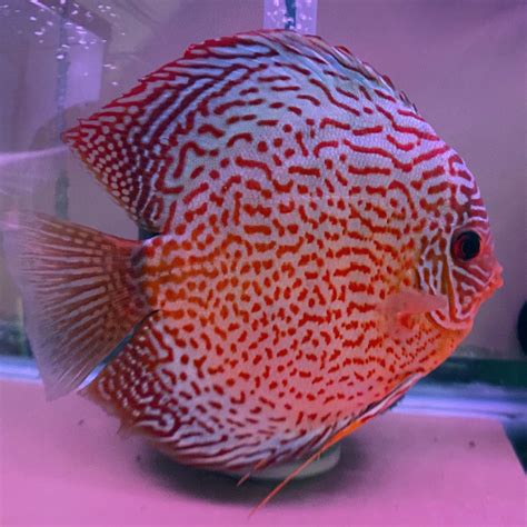 Image result for Red Leopard Discus
