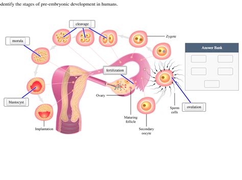 Image result for Pre-Embryonic Development