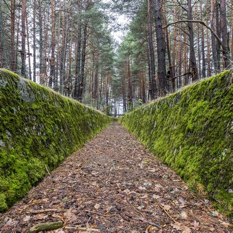 Download wallpaper 2780x2780 path, walls, moss, trees, forest ipad air ...
