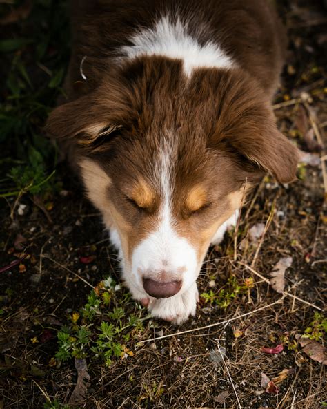 Brown Australian Shepherd: A Beautiful and Intelligent Breed
