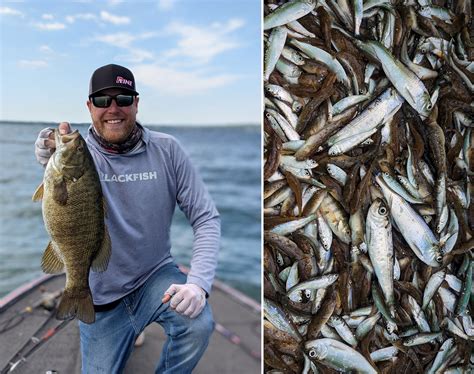 What Do Bass Eat? | Outdoor Life