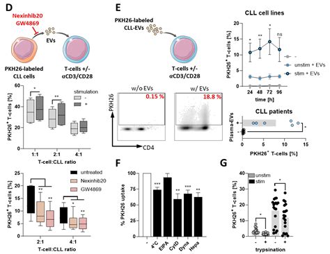 CLL-Derived Extracellular Vesicles Impair T-Cell Activation and Foster ...