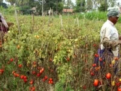 12 districts get nod for horticulture cluster development pilot ...