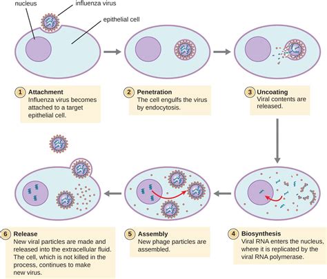 Stages Of Viral Replication