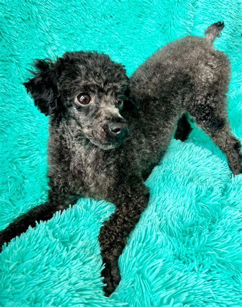 Buffalo Pug & Small Breed Rescue, Inc.