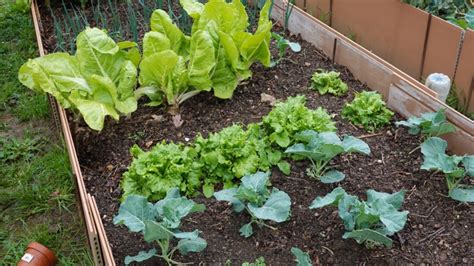 Image result for Soil Bio Technology