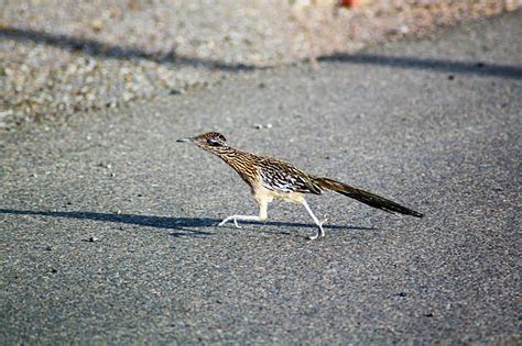 Road Runner Running 的图像结果