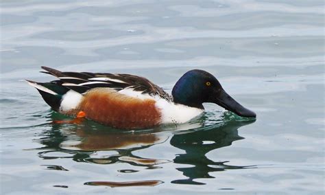 Nature Photo of the Week - Northern Shoveler Duck - Blue Mountain ...