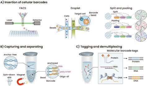 Image result for Single Cell Barcoding