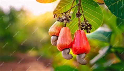 Cashew fruit trees on plantation close up selected The best cashew ...