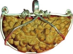 Nepali Rudraksha Ek Mukhi Rudraksha IGL Certified || Original Seller ...