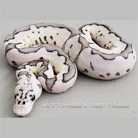Image result for Killer Bee Axanthic Ball Python