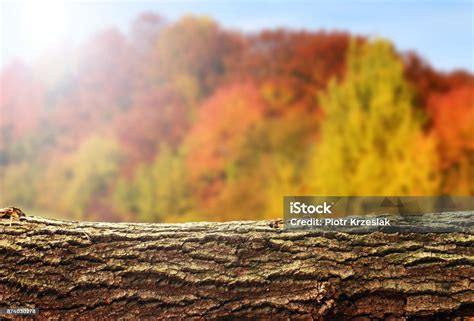 Image result for Logo Background for Log